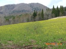 68_nanohana 68_nanohana