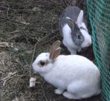 Rabbits