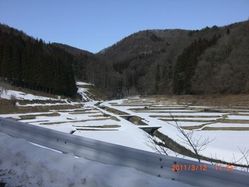 30_gundari 30_gundari